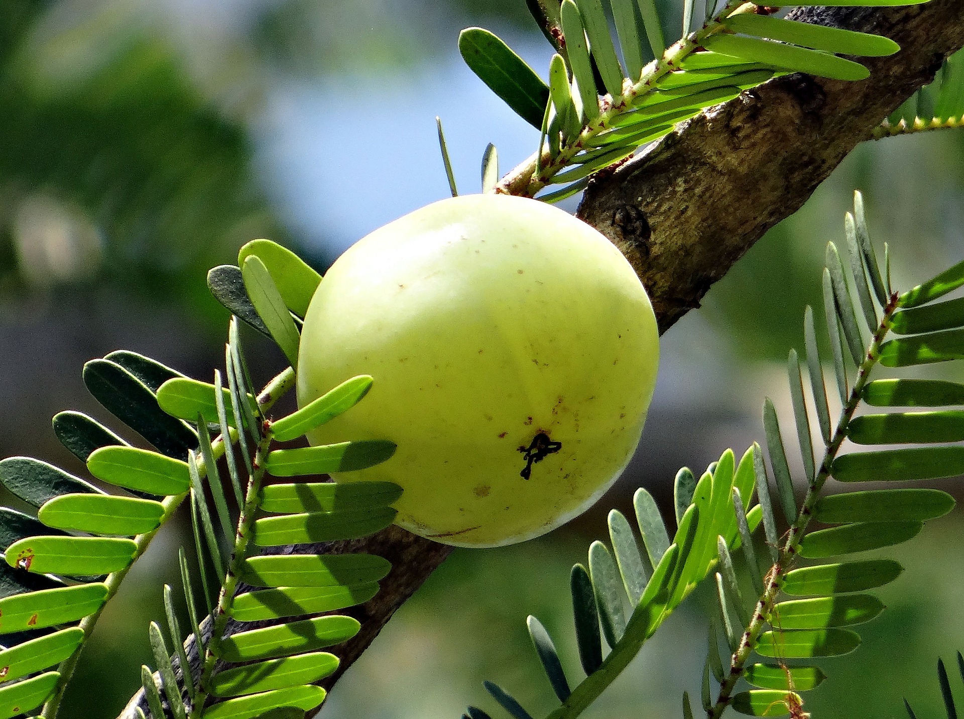 Top 10 superfoods - Amla/Indian Gooseberry